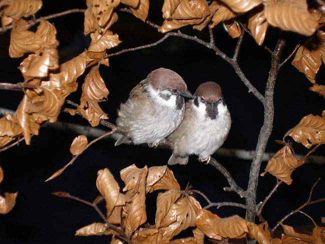 mattugia